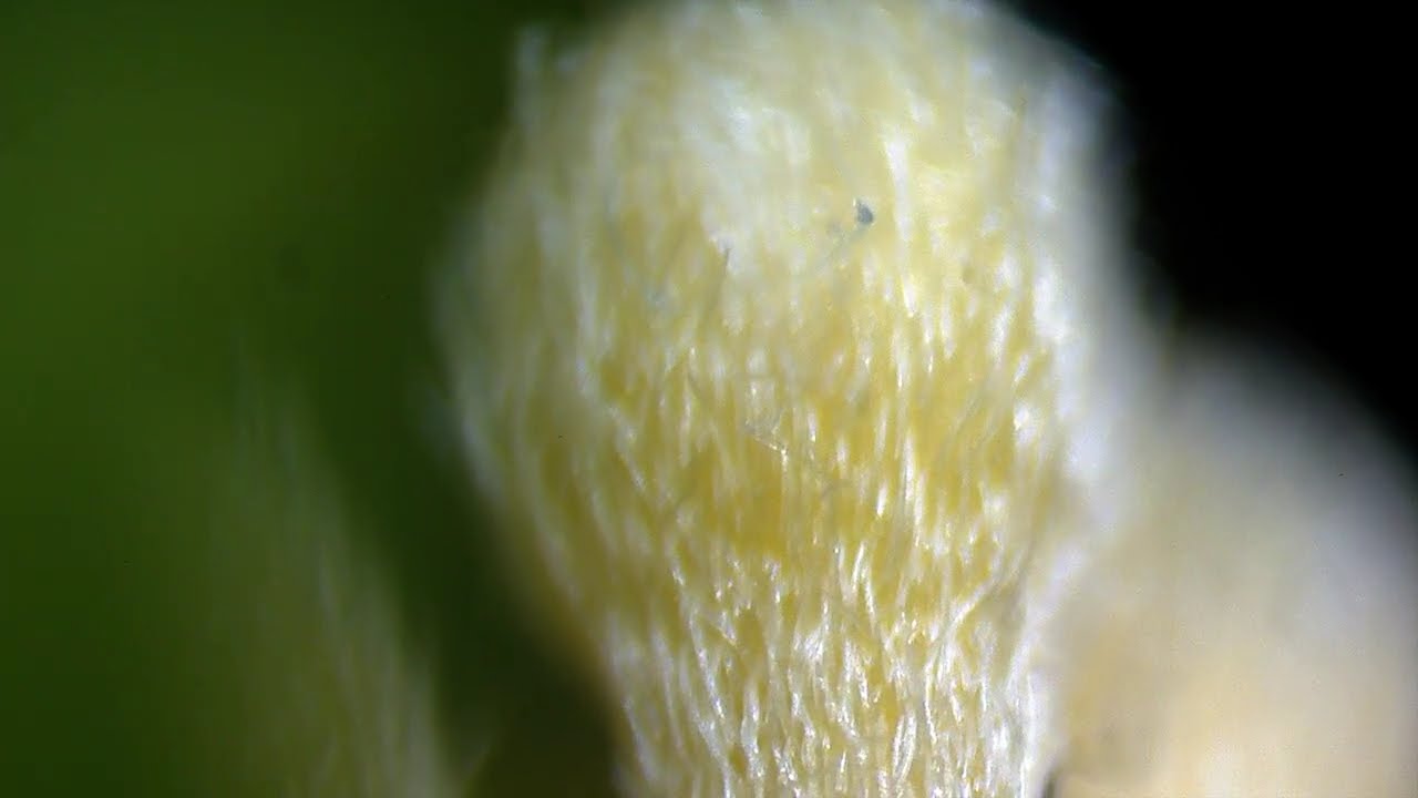Hoya Bella - Flower buds under the microscope