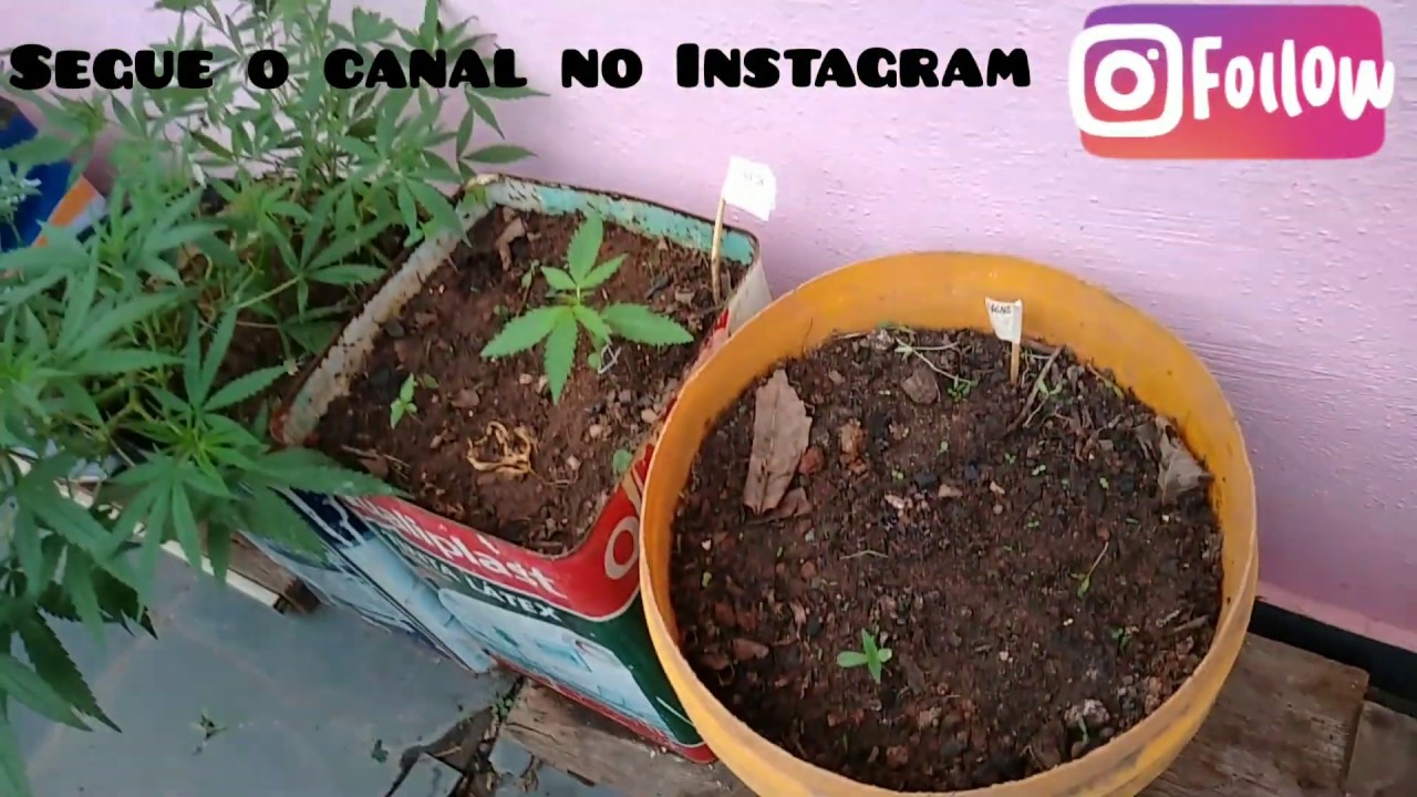 CULTIVO OUTDOOR, sandrosan, buscando o auto sustento! 🍁