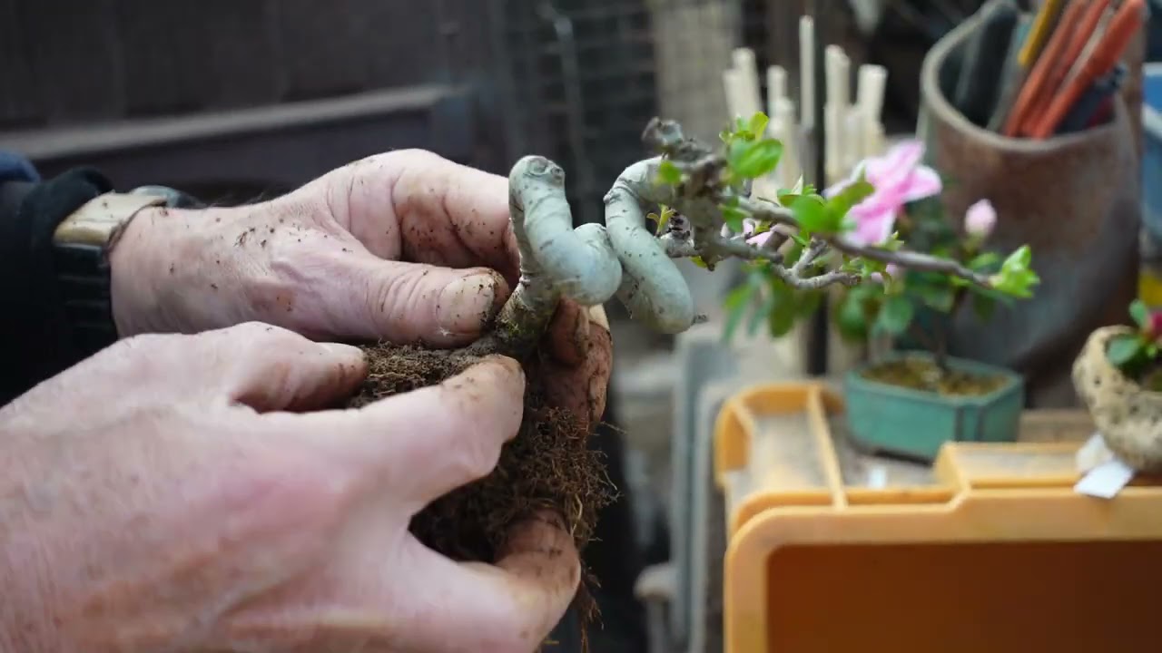 姫リンゴの植え替え