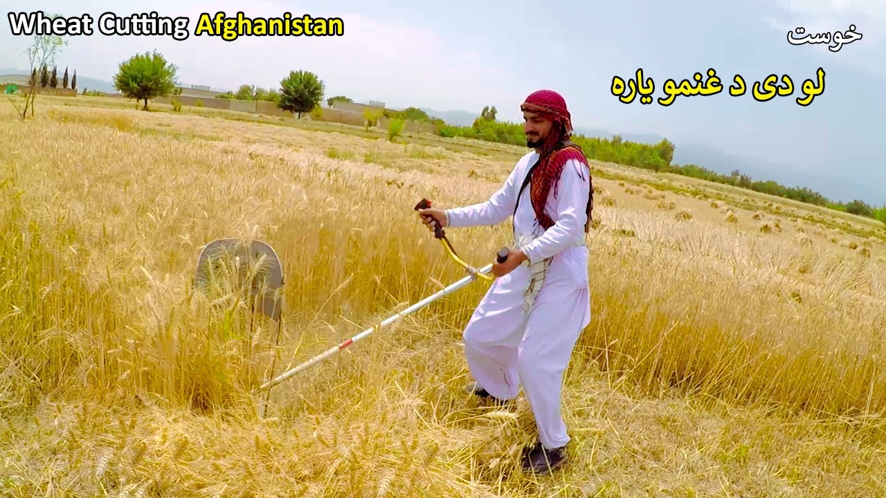 Wheat Cutting | Khost Afghanistan | لو دی د غنمو یاره
