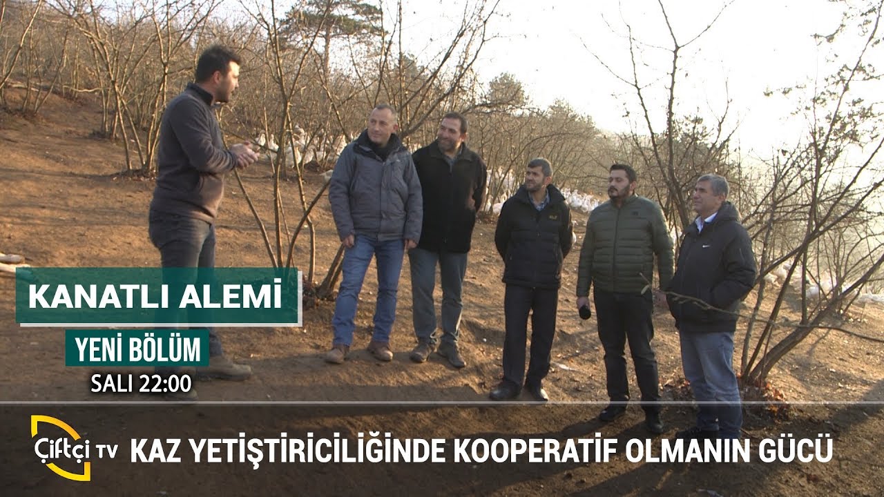 Koopetarif Olmanın Gücü - KANATLI ALEMİ #kaz #kanatlıhayvan #hayvancılık