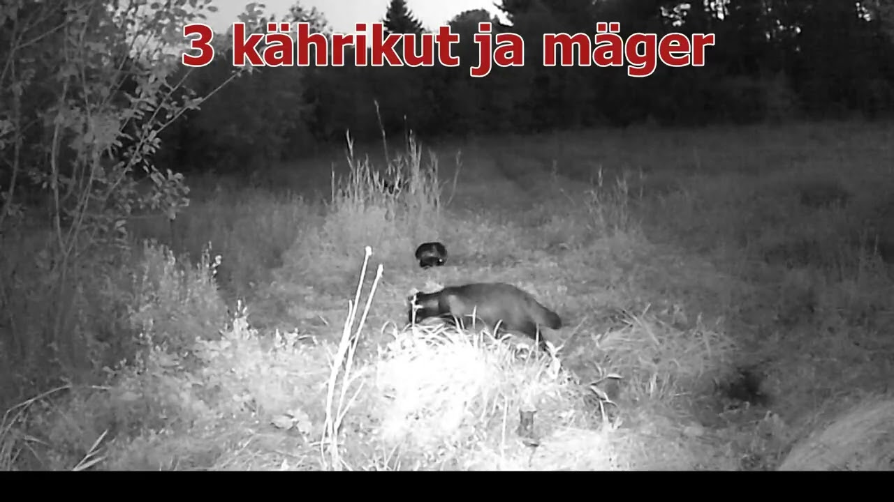 Metsloomad rajakaameras | Põder ja mäger öises Eesti metsas (vol.49)
