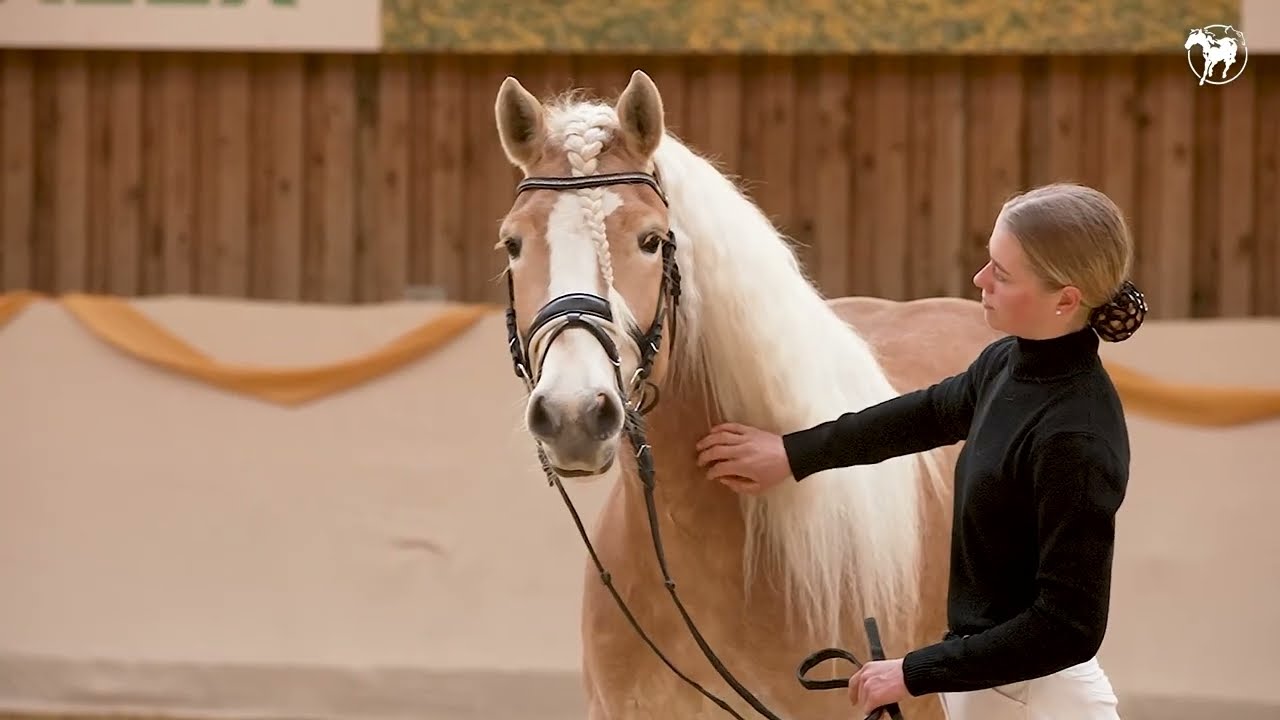 Haflingerstute HALLA Auktion 01.05.2025 Haflinger Gestüt Meura
