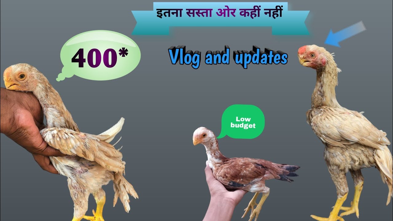 Parrot beak aseel murga available low budget || 9123298878