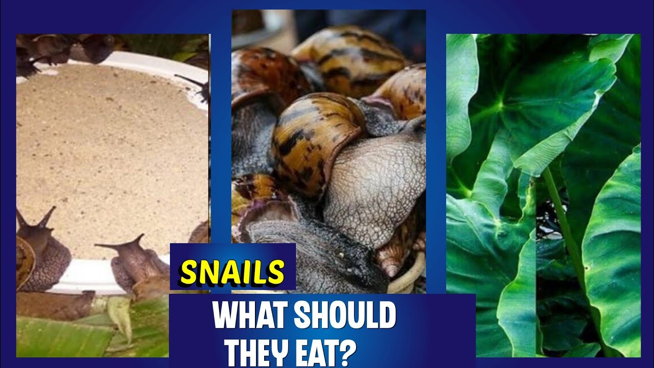 Bigger Snails +More Eggs +Zero Death? Graduate Snail Farmer| Feed 1000 Snails With ¢40 Feed |