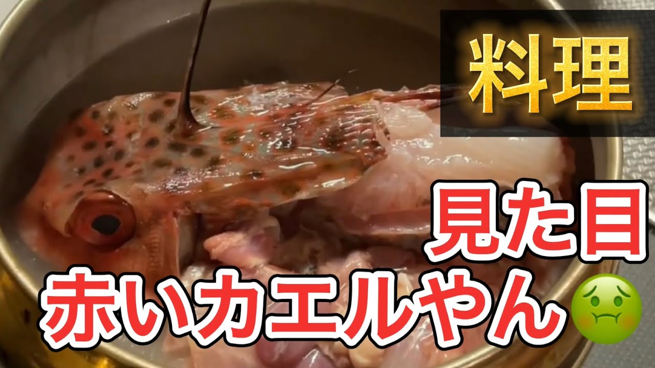 内臓ネトネトのセミホウボウ捌いて食べてみました！マジで予想外の味でした！😅高知県鵜来島のうぐるBOX。魚料理