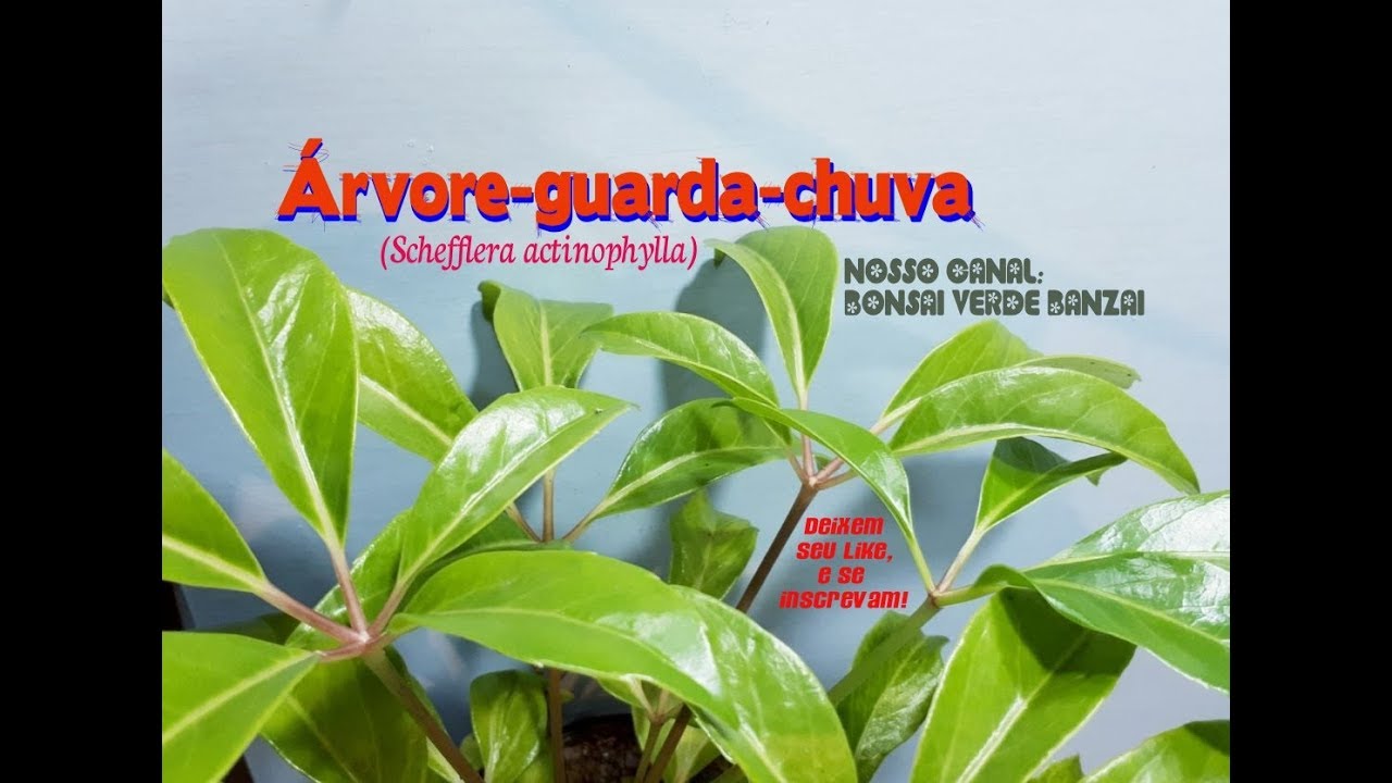 VOCÊ JÁ CONHECE ÁRVORE-GUARDA-CHUVA (Schefflera actinophylla)?