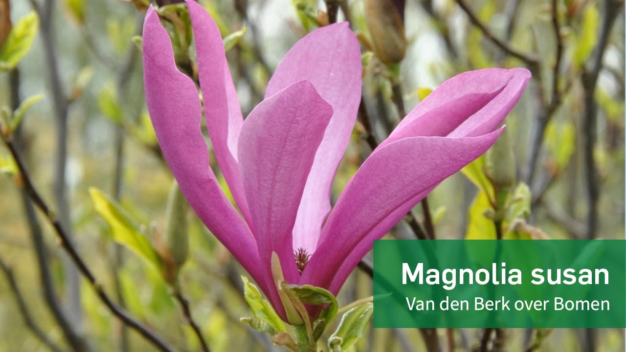 Magnolia 'Susan'   NL