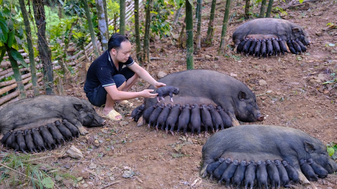 A Beautiful Moment: Four Wild Boar Litters Born, Filling Duong’s Life With Joy