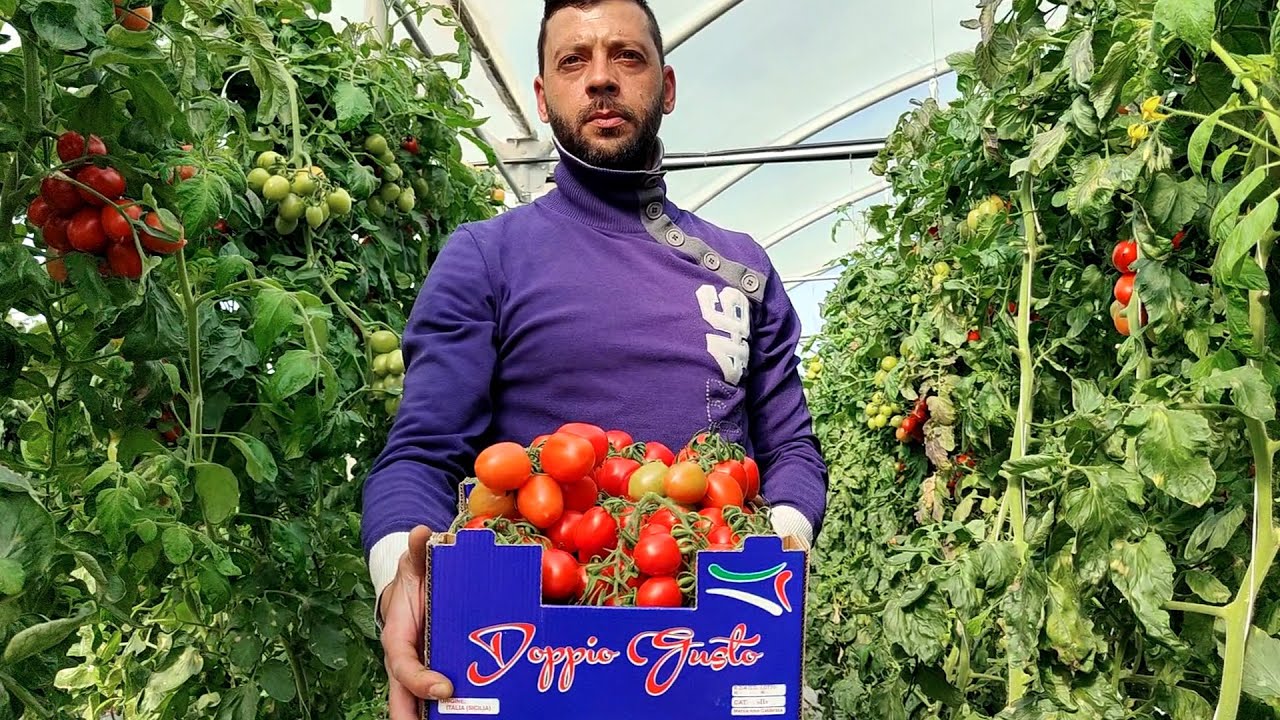 Pomodoro midi-plum Croconì F1