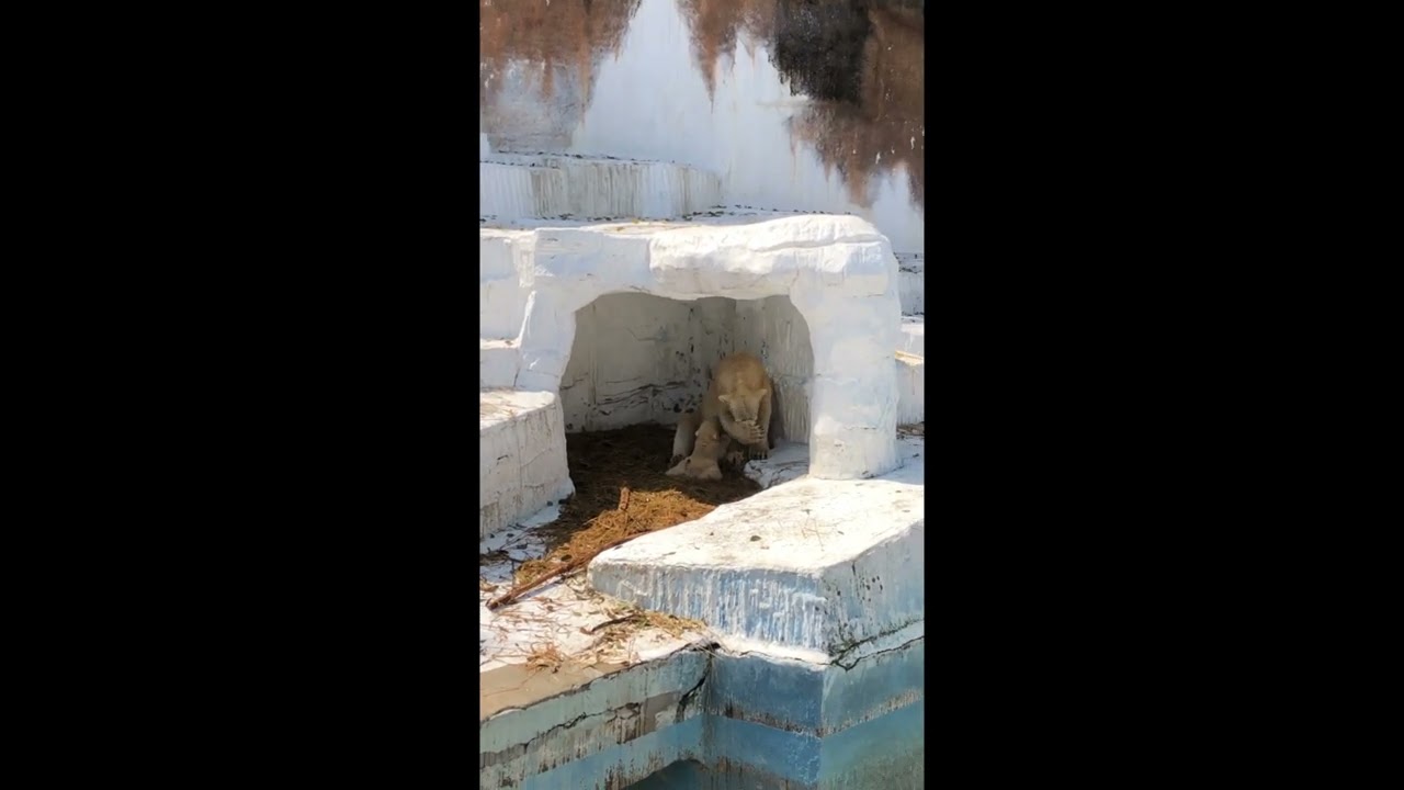 【貴重】シロクマの授乳