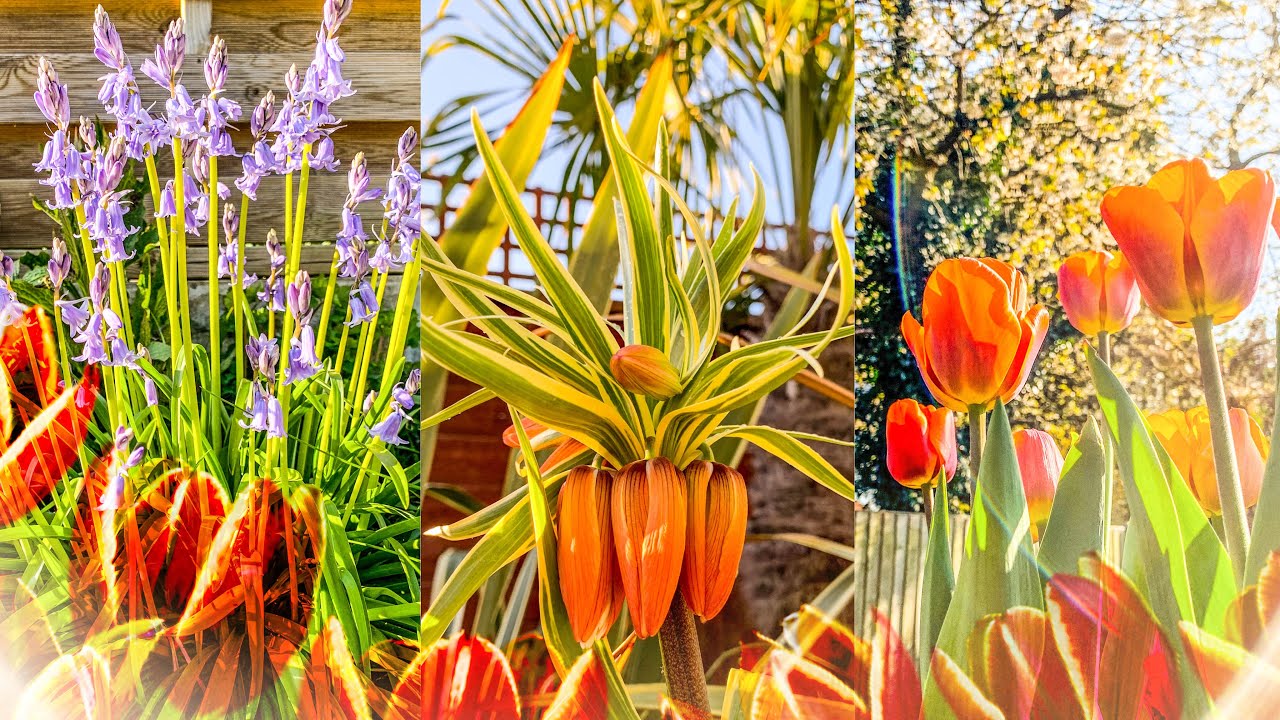 Planning & Planting a Last Minute Bargain Spring Bulb Display