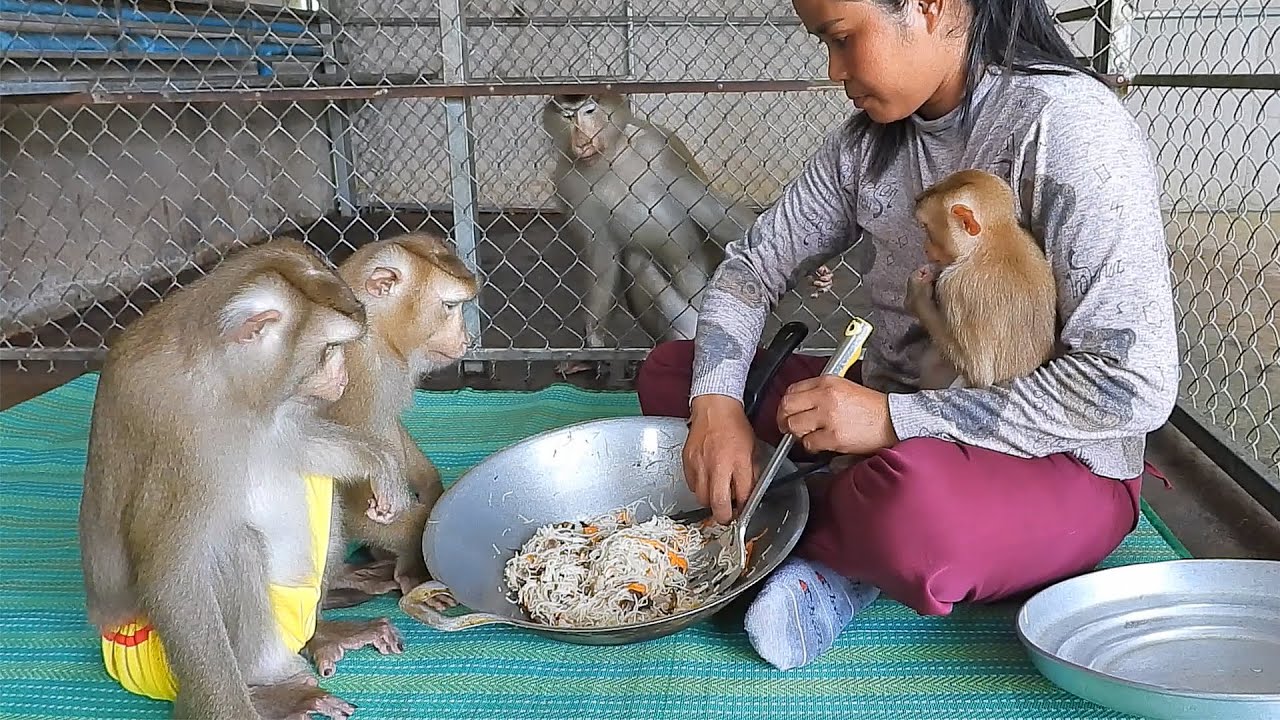 Adorable Kako Family Eating Delicious Fried Noodles Together