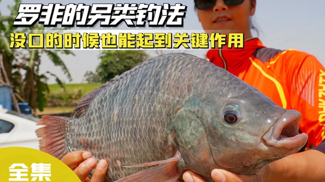 罗非的另类钓法！在鱼不开口的时候也能起到关键作用【游钓黑坑疯子】