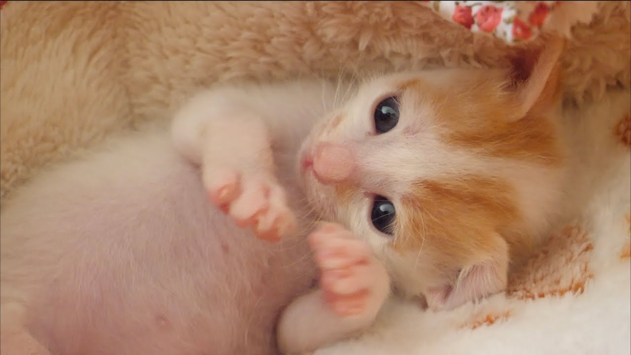 【子猫】指をギュッと掴んで離さない子猫がこちらです