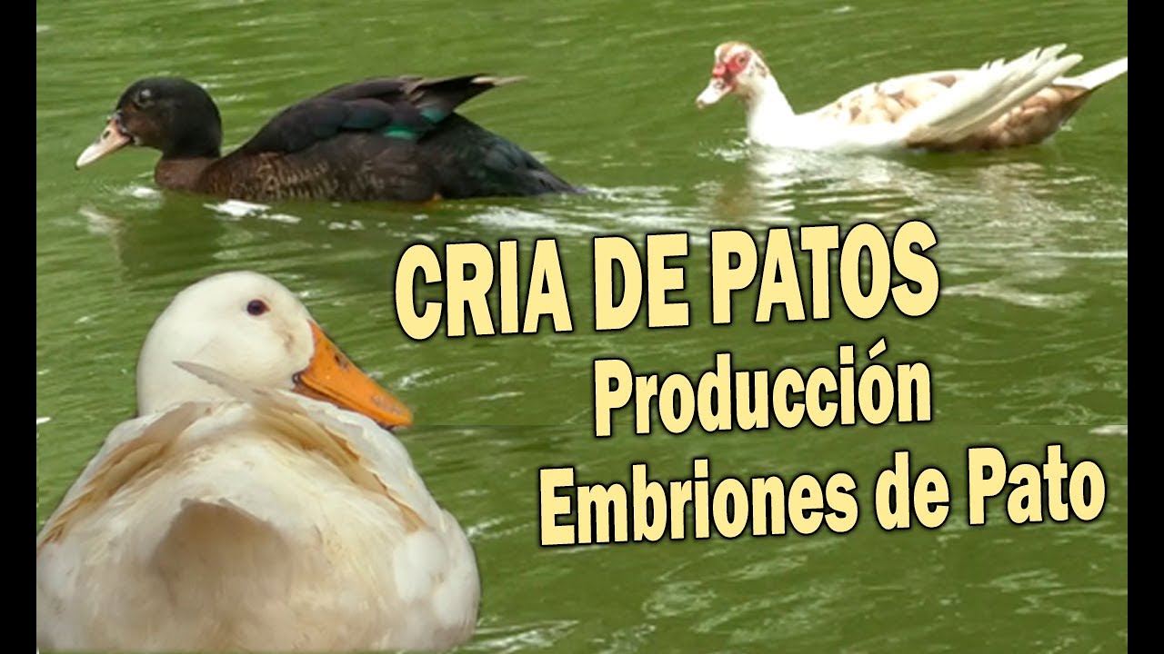 CRIA DE PATOS PRODUCCION DE EMBRIONES DE PATO