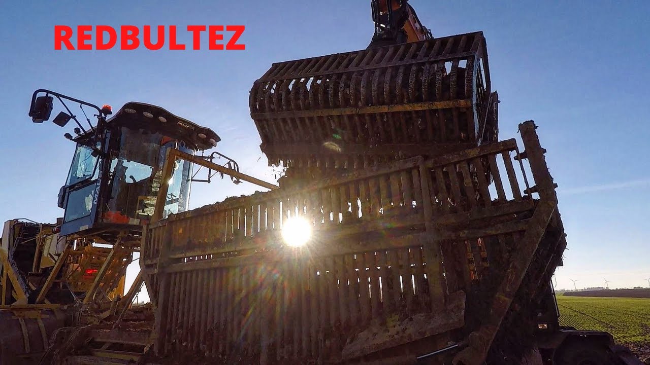 Déterrage de betteraves 2021 / Ropa Bunker Maus 5 [GoPro]