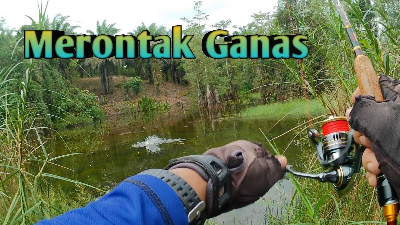 Mancing  Casting ikan gabus telusuri  bibir danau //#mancingmania//#fishing//#gofishing//