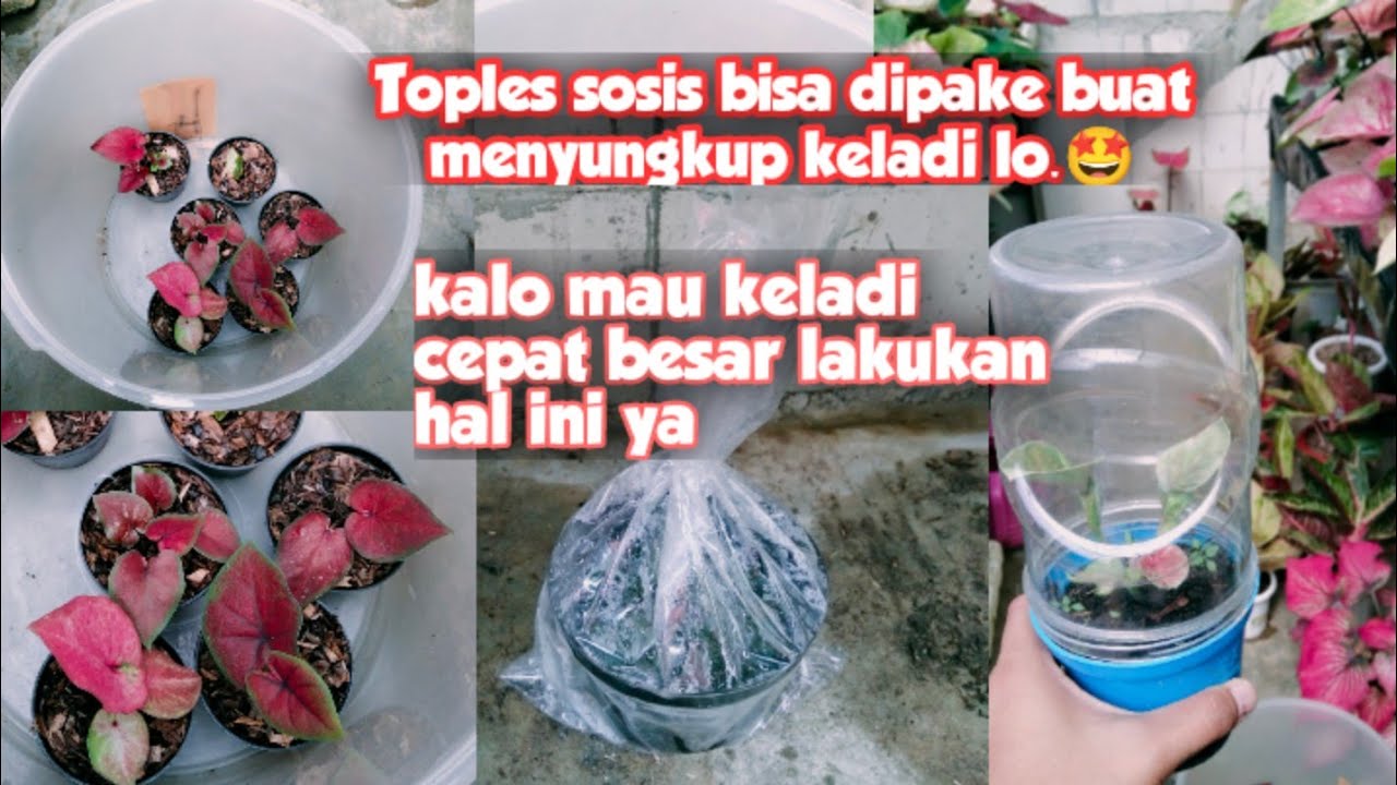 Penting-nya sungkup Pada tanaman keladi || cara merawat keladi / caladium