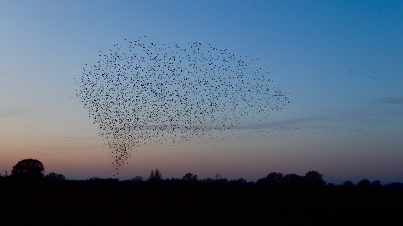 Wild spectacles: The Somerset levels and the starling murmurations