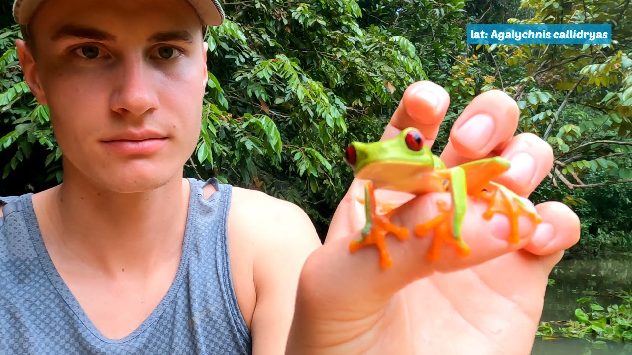 I went looking for Treefrogs in Panama 🇵🇦