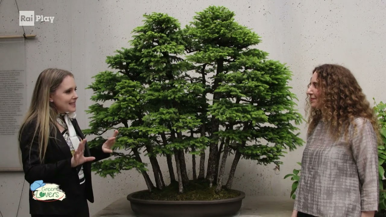 Greenlovers Crespi Bonsai
