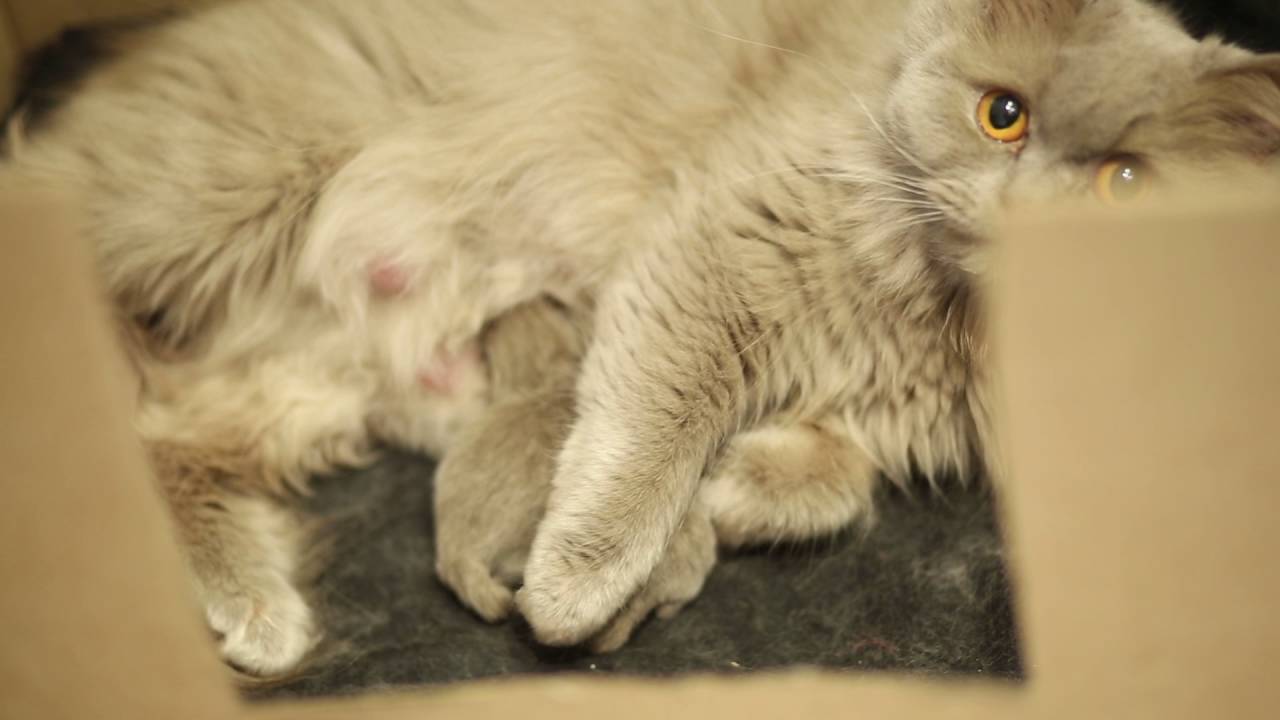 British Longhair kittens