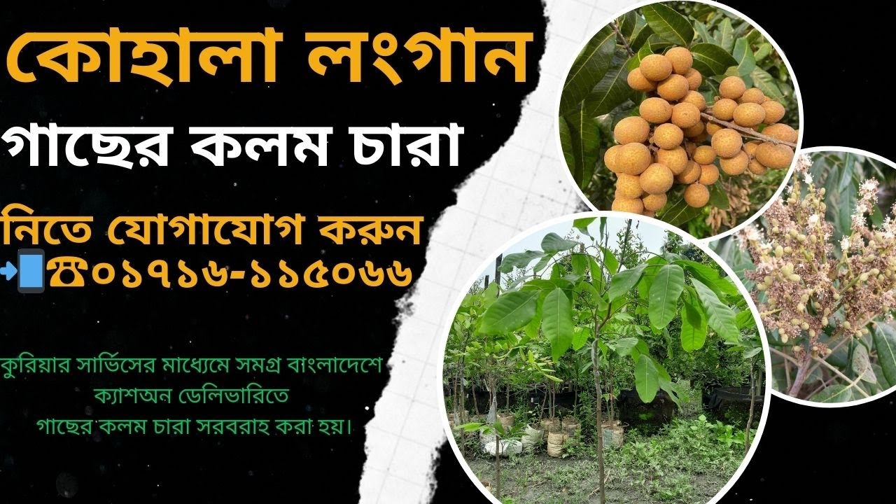 কোহালা লংগান ফল গাছের কলম চারা || Kohala Longan Fruit Tree