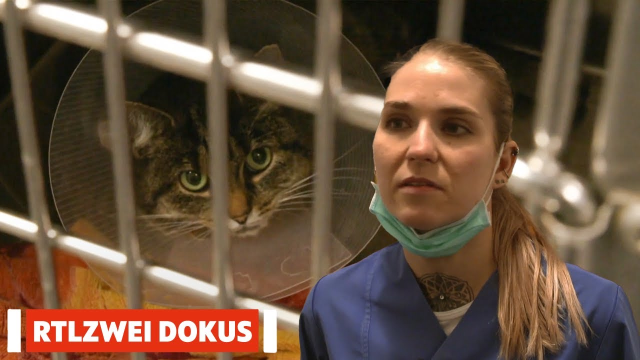 Nachtschicht als Tierärztin | Deutschland bei Nacht | RTLZWEI Dokus