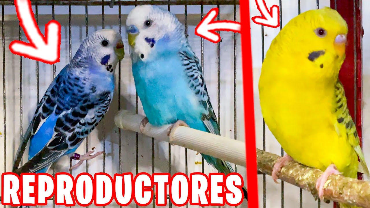 MIS PERIQUITOS REPRODUCTORES EN 2022