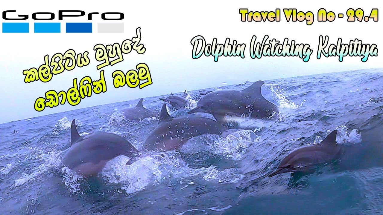 Dolphin Watching Kalpitiya Sri Lanka | කල්පිටිය මුහුදේ ඩොල්ෆින් බලමු | Travel Vlog No-29.4