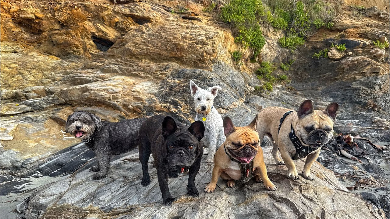Beach day😎🐾