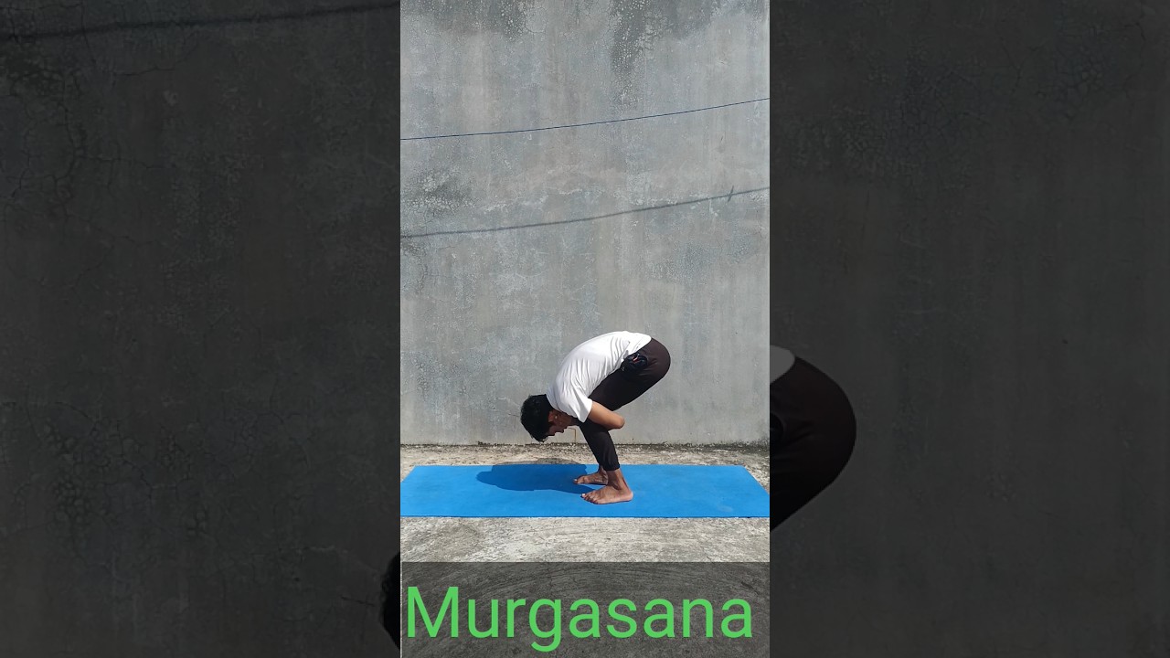 Murgasana | Chicken Pose | Super brain Yoga| #yoga #workout #murgasana #shorts #youtube