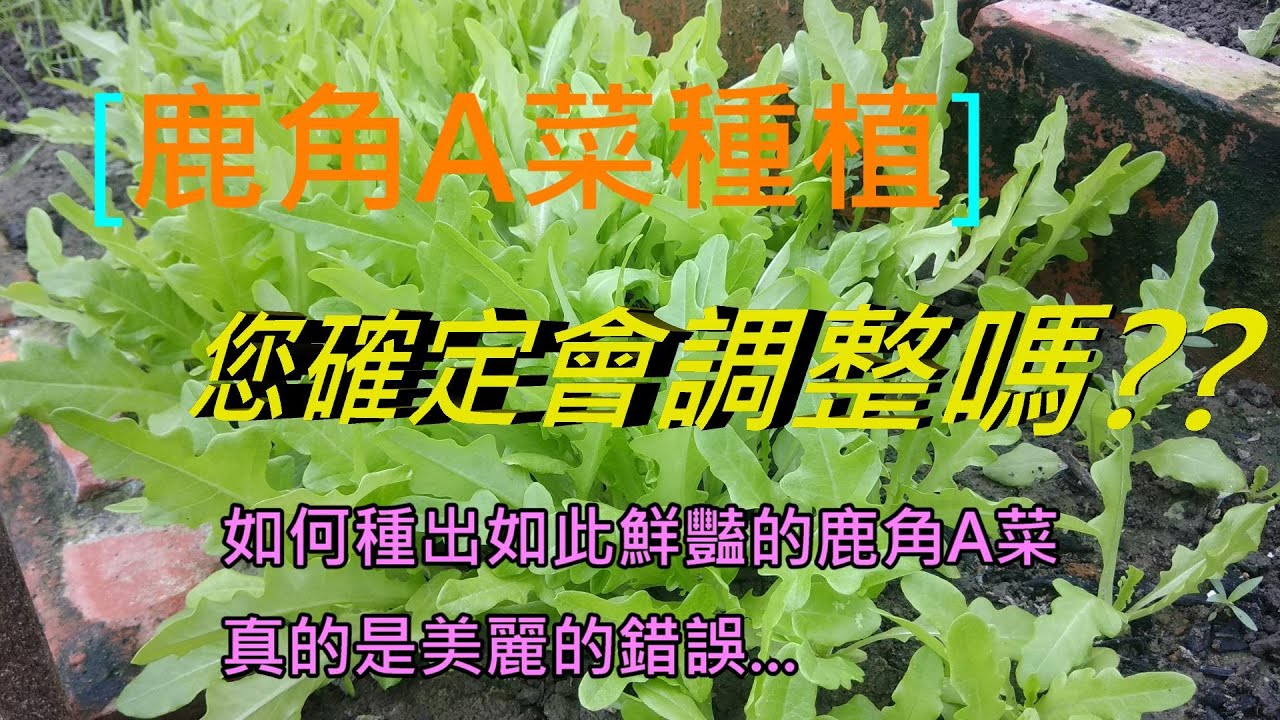 [鹿角A菜種植]01 極度細嫩 造成採收上的不便 不過 卻是超適合家庭重植的好菜 入秋了 是可以種了~
