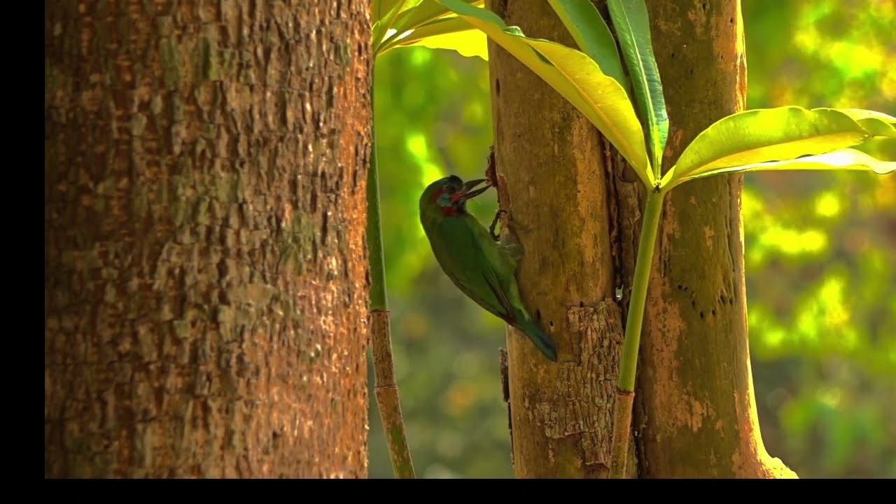 Deep calm nature meditation video for relaxation &  healing. 