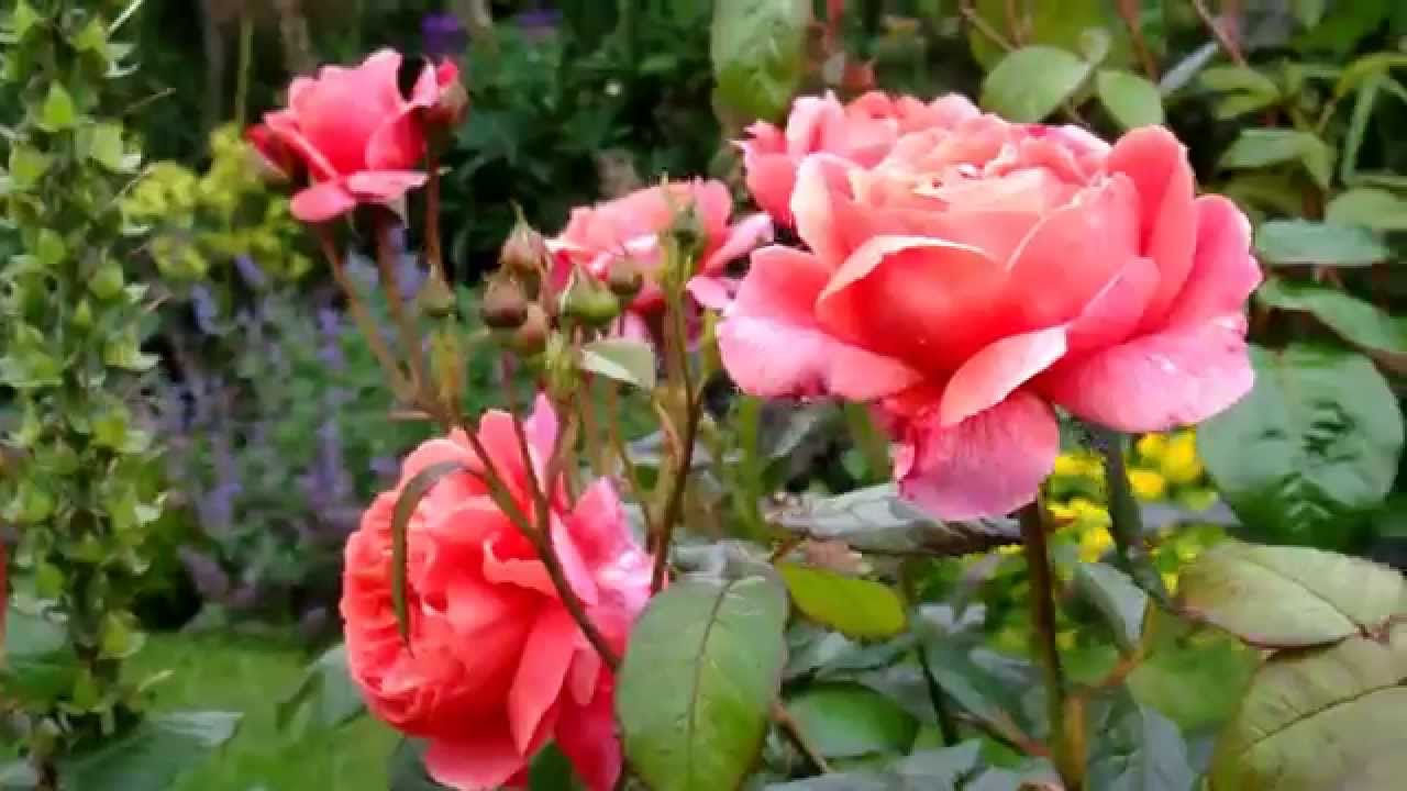 DAVID AUSTIN ROSES IN MY GARDEN