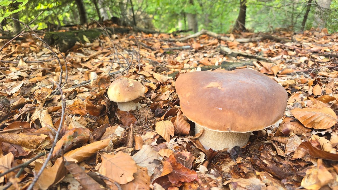 FUNGHI PORCINI | Mia madre! Chi altro ha trovato funghi come questi?