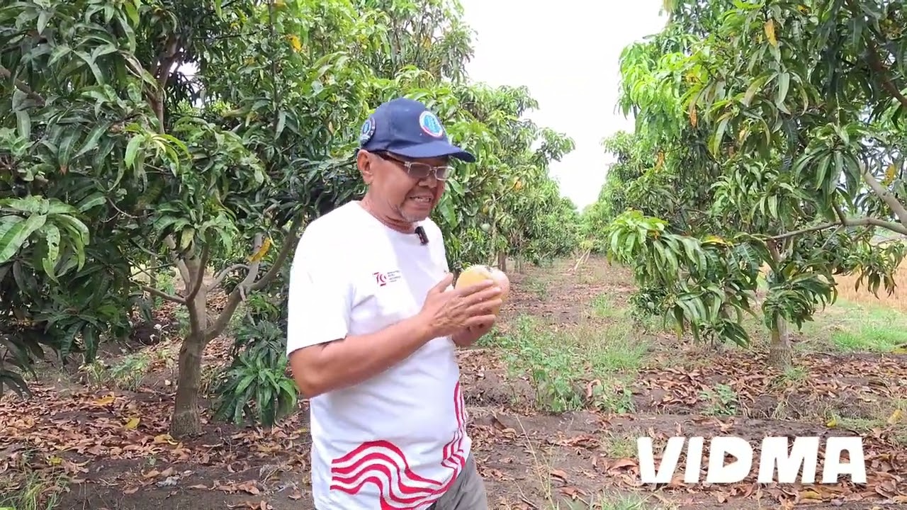 panen mangga Agrimania  metode  penanaman sistem UHDP .