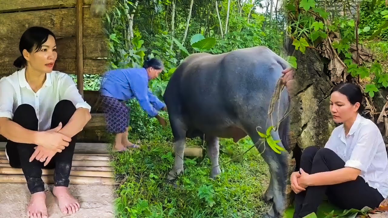 CEO leaves the city for the forest to restore an abandoned old house into a dream home