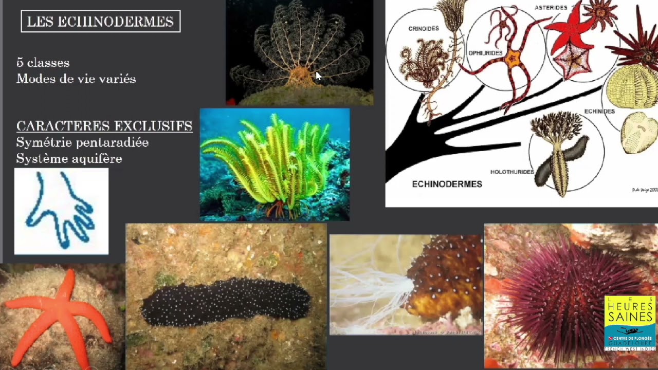 Extrait des cours de biologie marine - Les Echinodermes
