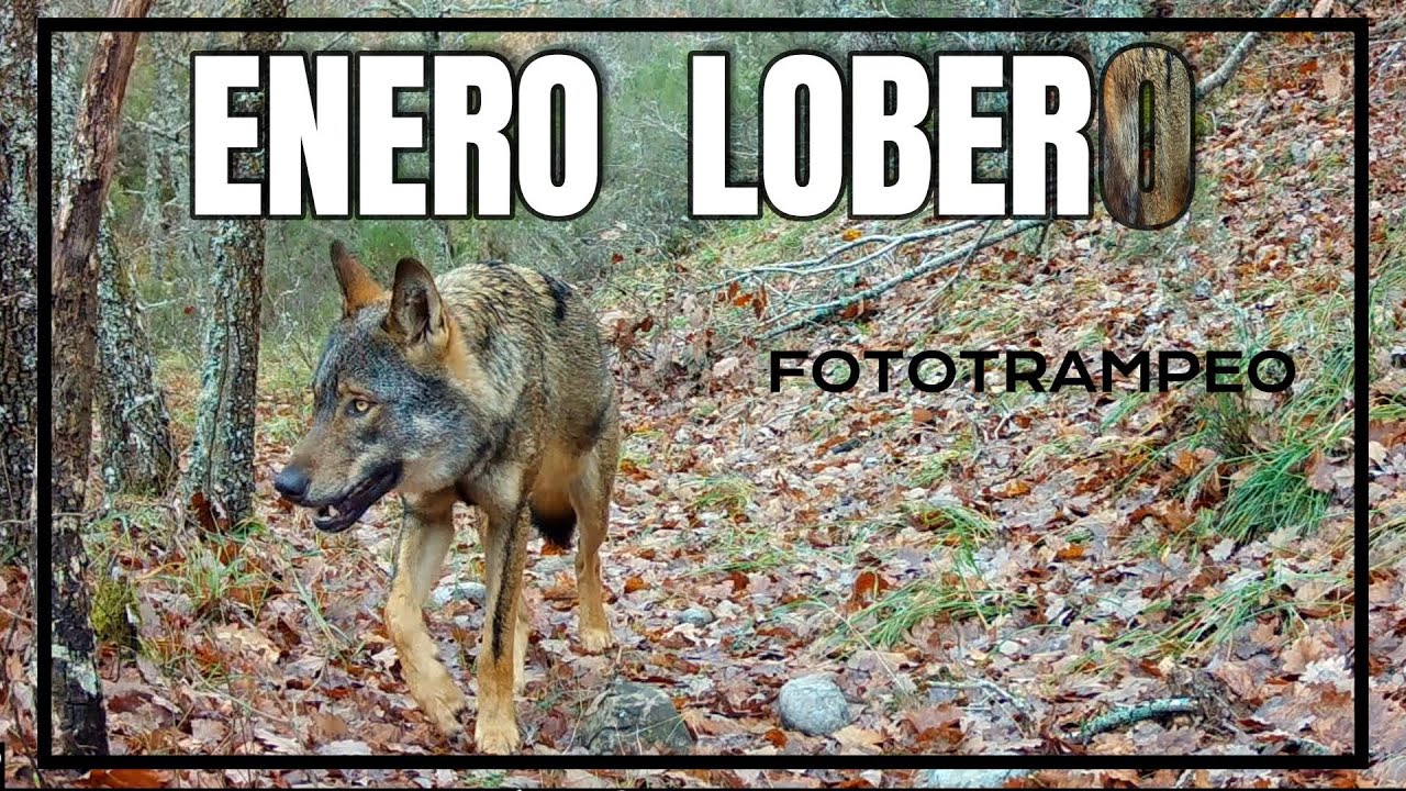 ENERO LOBERO || Fototrampeo