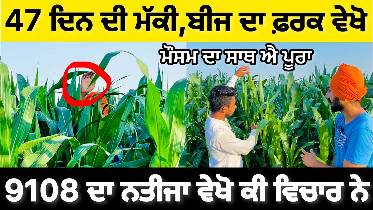 Maize farming corn silage Bayer 9108 ਸਿਰੇ ਦੀ ਮੱਕੀ ਐ ਵੇਖੋ ਤਕਨੀਕ ਦੀ ਖੇਤੀ