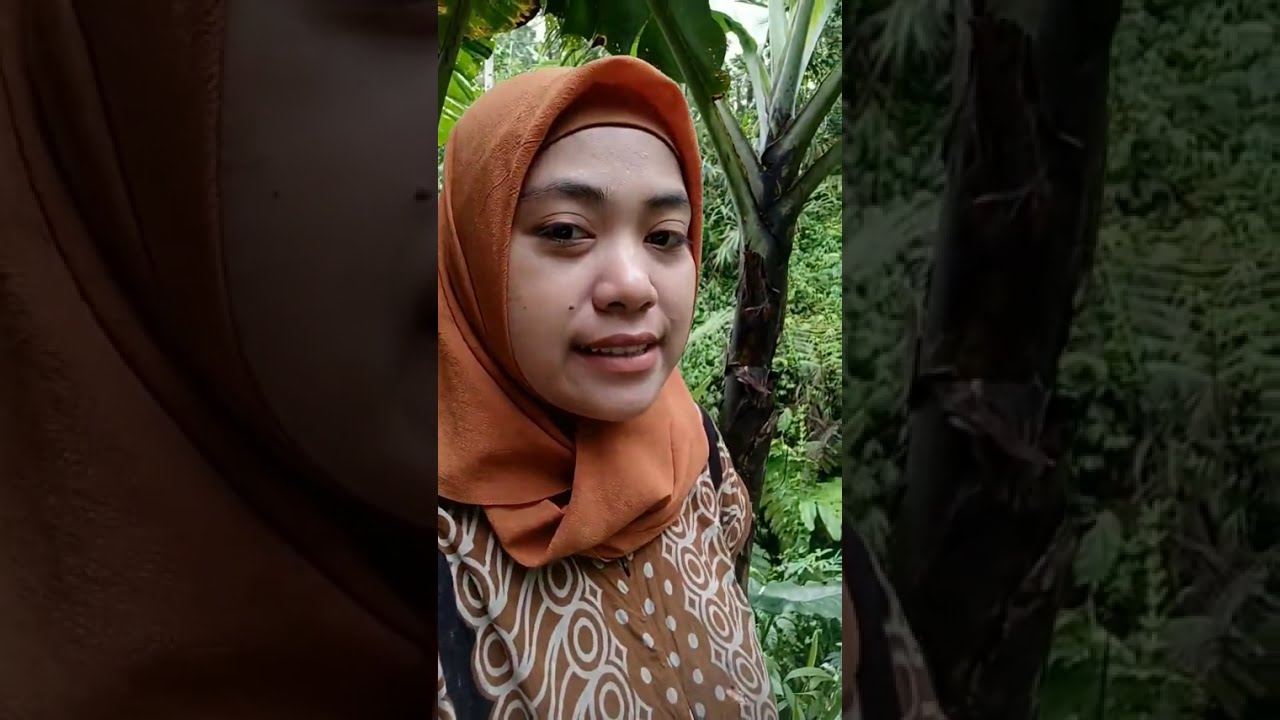Lama Tak Ku Tengok Ternyata Kebun Ku Udah Lebat Banget Kompilasi   Hijab Tobrut Gondal Gandul