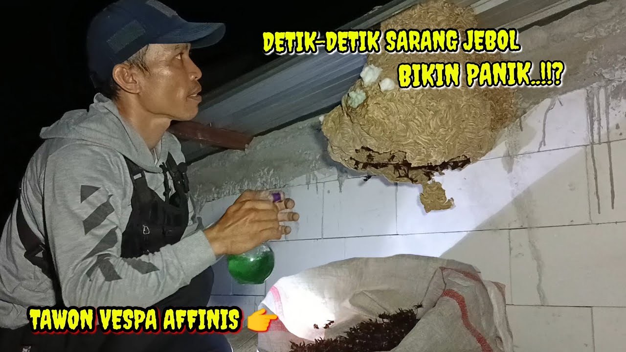 SARANG JEBOL..!!? GAK KUAT MENAHAN RIBUAN TAWON//TAWON VESPA AFFINIS@jaytawonpetualang