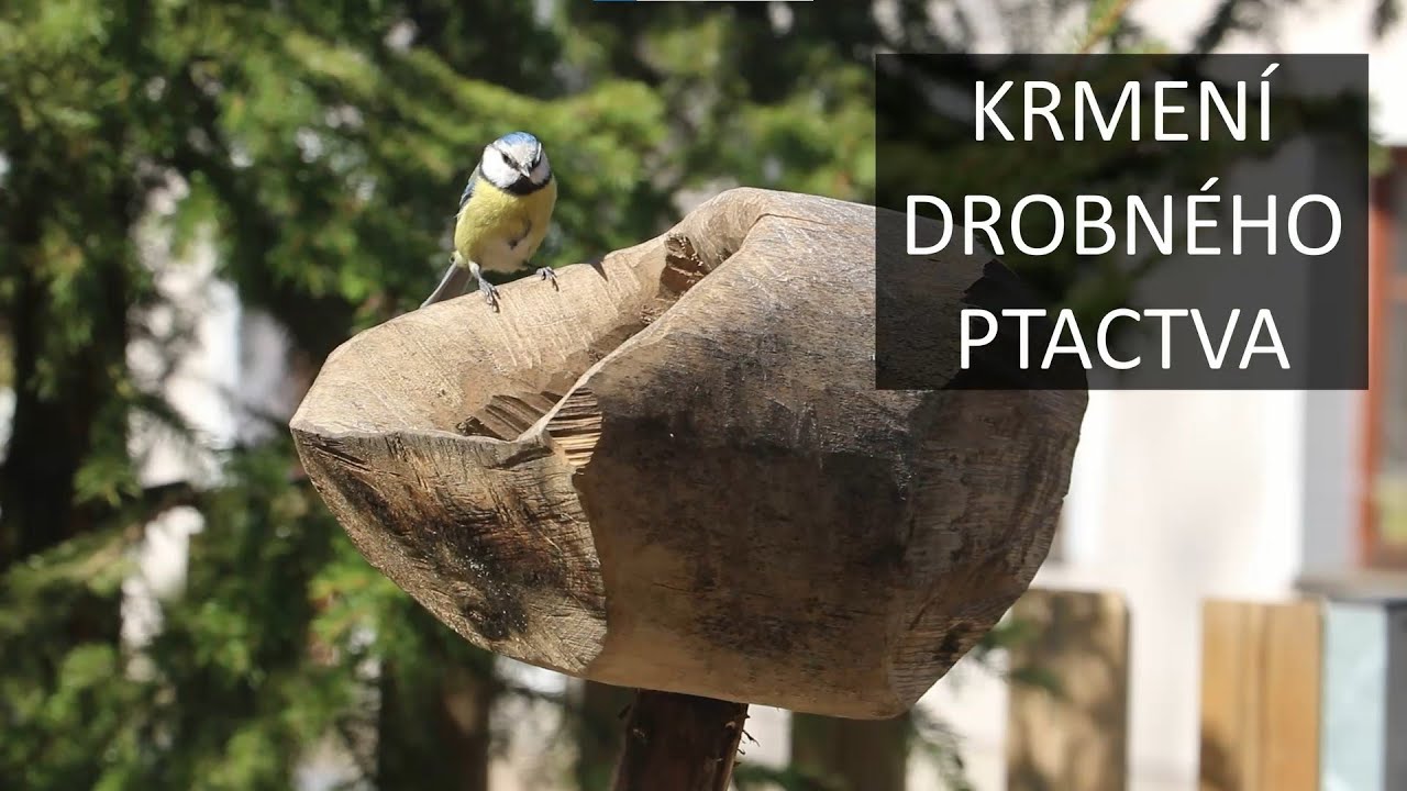 Krmení drobného ptactva