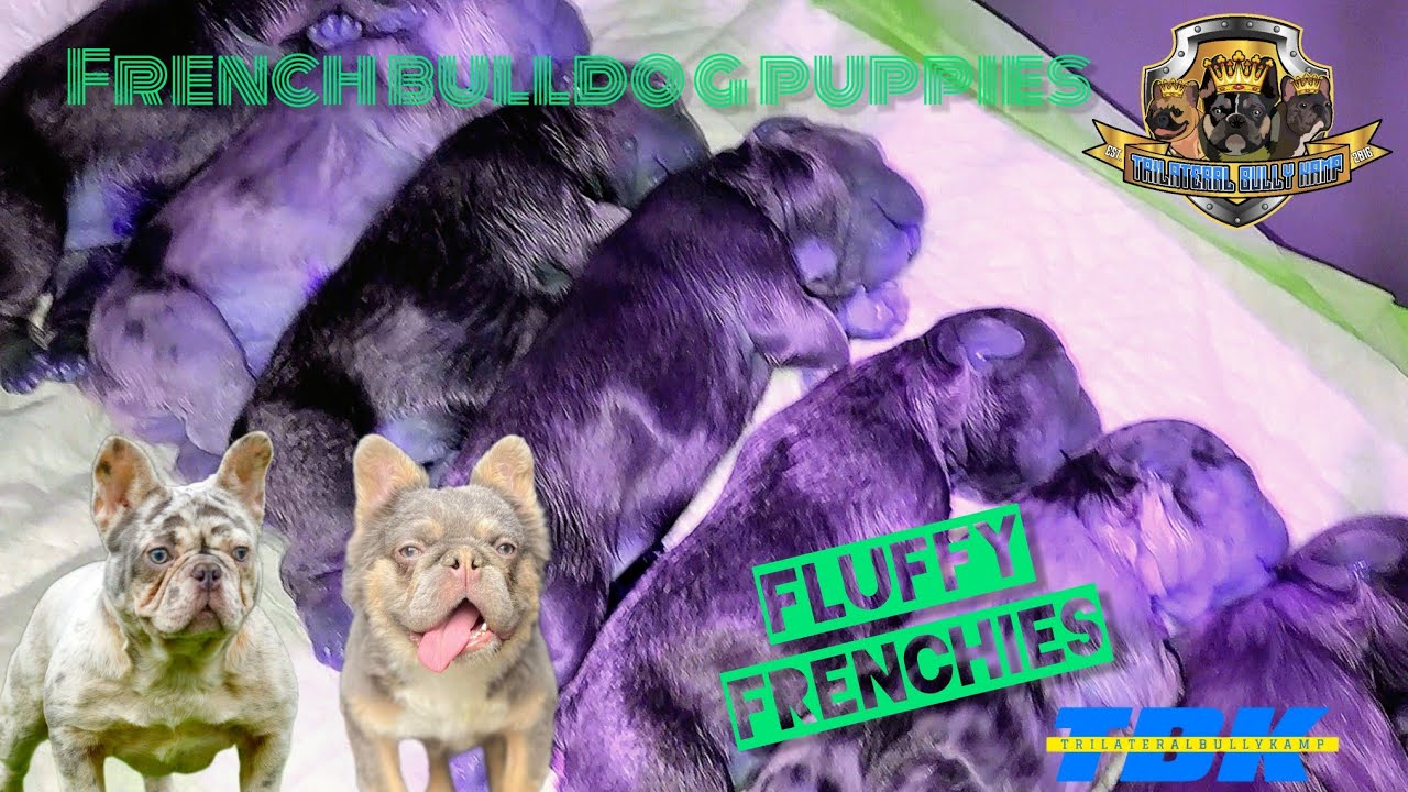 New Frenchie litter is here , Visible Fluffies? (DogVlog #91)
