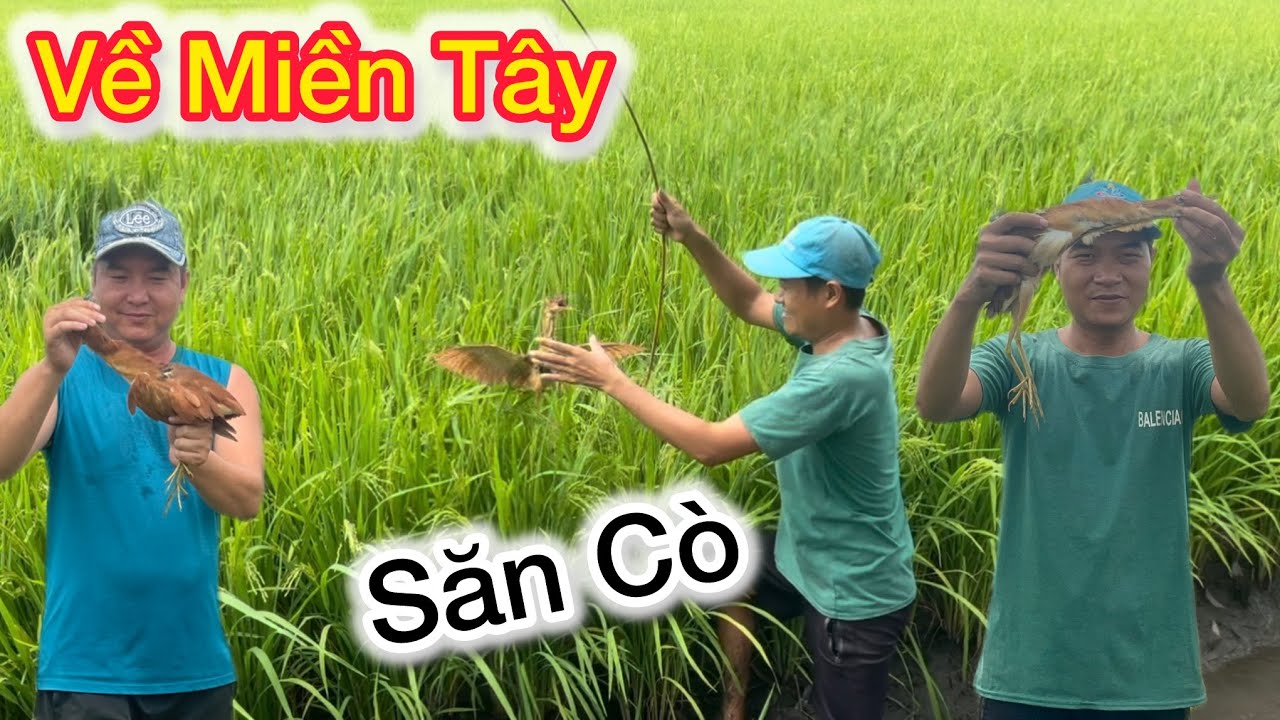 Bất Ngờ Cảnh Săn Cò Của Người Dân Miền Tây Sông Nước 