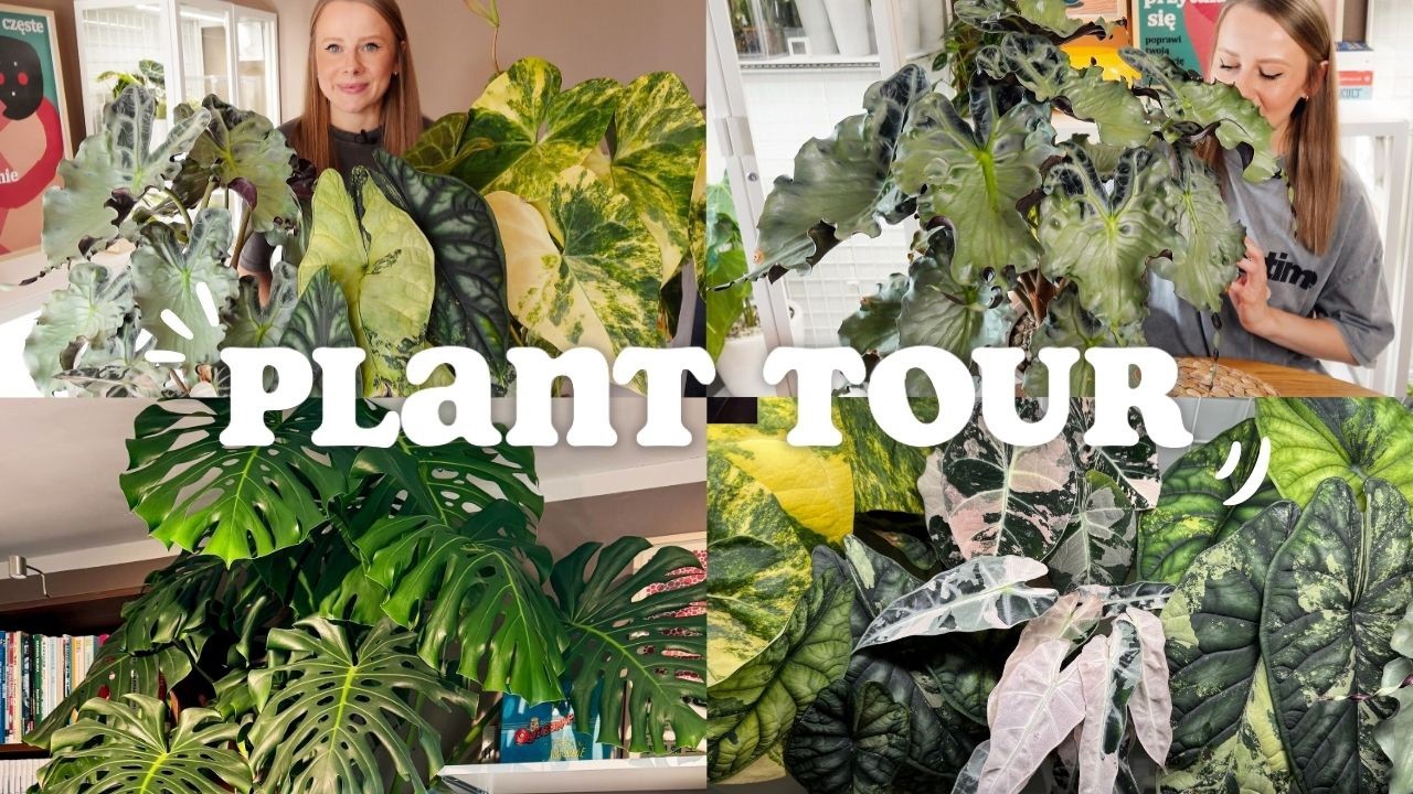 PLANT TOUR 🌱 / Plant review after a long break / New arrangement, giant monstera, plans