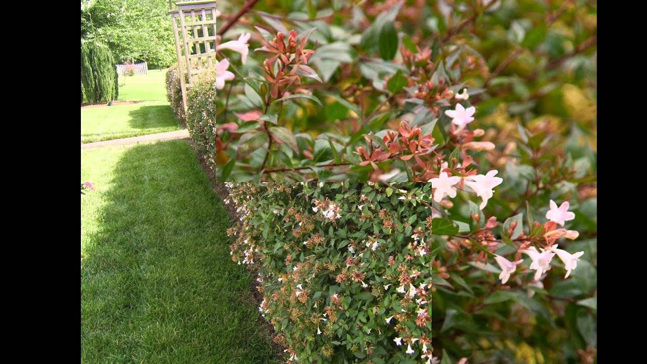 АБЕЛИЯ  (ABELIA)  cем. Жимолостные (Caprifoliaceae)
