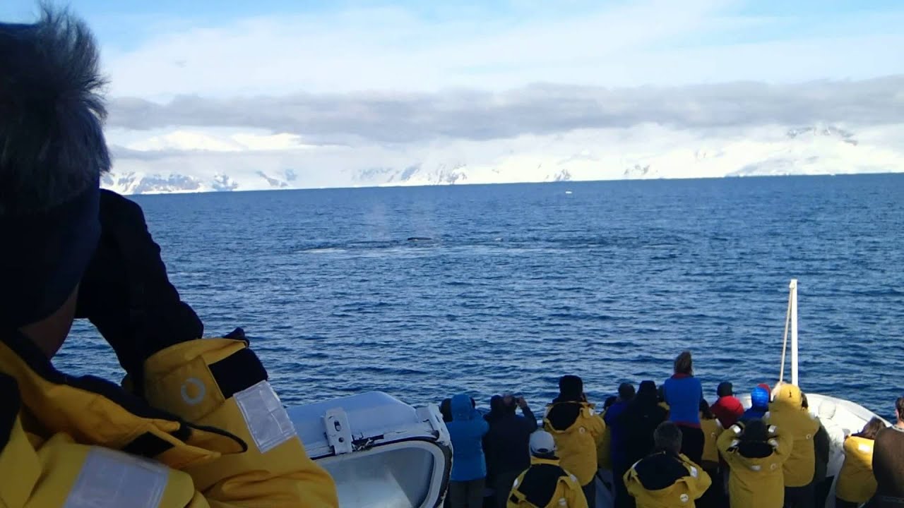 Humpback whale send-off, Dallmann Bay, Antarctica, January 2, 2014 (Part 6)